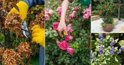 14 Plants You Should Prune in March for More Flowers - balconygardenweb.com