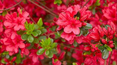 'Hino-Crimson' Azalea - gardengatemagazine.com