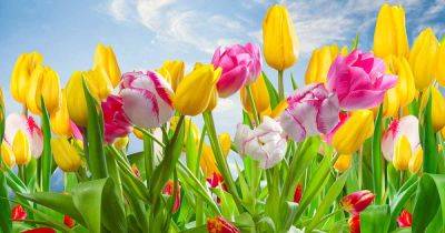 Tips for Growing Tulips in Warm Climates - gardenerspath.com