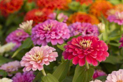 How to Grow Dozens Of Zinnias From Just One Flower - thespruce.com