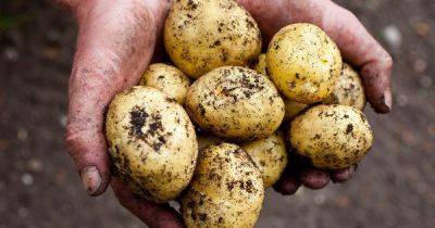 How to Grow Potatoes - gardenersworld.com
