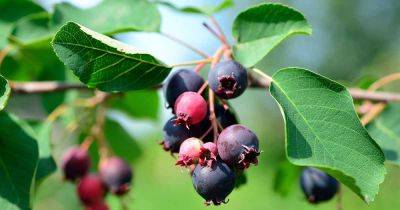 Tips for Growing Saskatoon Serviceberries - gardenerspath.com - Usa - Canada - state California - state Minnesota - state Alaska - county Ontario