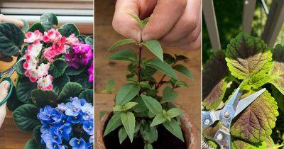 18 Plants that Grow Well After Pinching - balconygardenweb.com