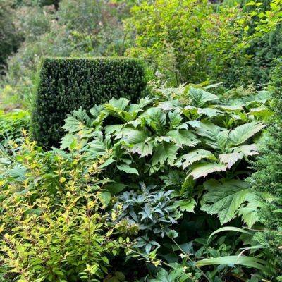 GPOD on the Road: Vancouver Garden Tour, Part 2 - finegardening.com - Canada - county Hardy - county Garden