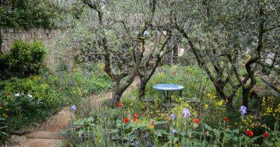 How to Grow Olive Trees - gardenersworld.com - Britain
