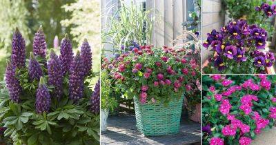 27 Best Purple Annual Flowers for Containers - balconygardenweb.com