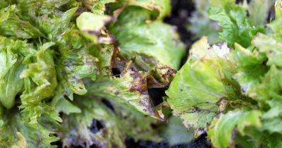 How to Identify and Manage Soft Rot in Lettuce - gardenerspath.com