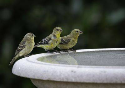 How To Attract Birds To Your Birdbath, According To An Expert - southernliving.com - Usa