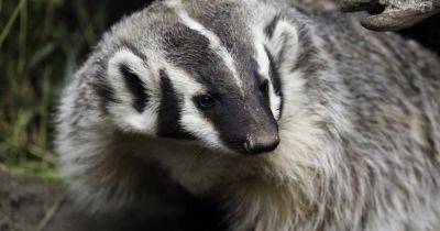 How do I get rid of a badger visiting my garden? - irishtimes.com