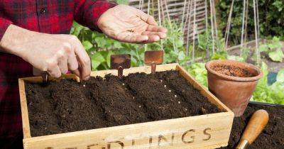 From seed to perfect plants and veg: tips to guarantee a bountiful garden - irishtimes.com