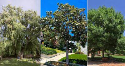 14 Fast Growing Shade Trees in California - balconygardenweb.com - Usa - state Texas - state California - state Arizona