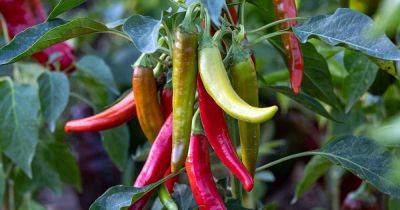 Tips for Growing Cayenne Peppers - gardenerspath.com - Thailand