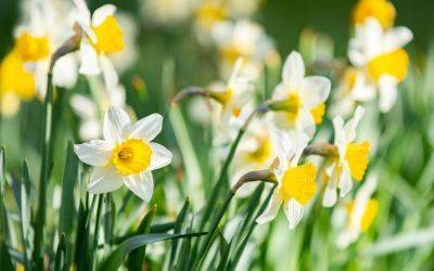 How to Store Daffodil Bulbs - jparkers.co.uk