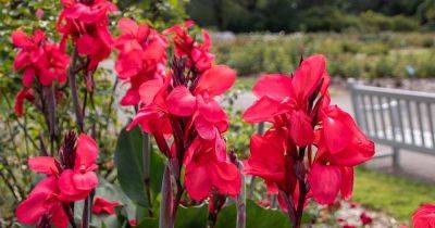 Why Your Canna Lilies May Fail to Bloom - gardenerspath.com