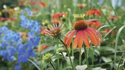 Colorful Summer Plantings for Sun and Shade - gardengatemagazine.com