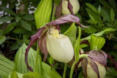 Conserving, and growing, native lady’s slipper orchids, with longwood’s peter zale - awaytogarden.com - Usa - state Kentucky - state Pennsylvania - county Garden