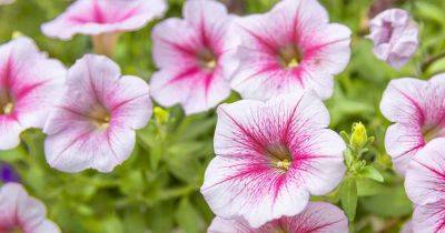 Reasons and Fixes for Leggy Petunias - gardenerspath.com