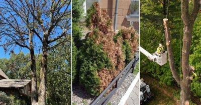 How to Save a Dying Tree: Tips and Tricks That Work - balconygardenweb.com