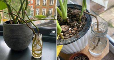 Put Your Monstera Aerial Roots in Water and See This Will Happen - balconygardenweb.com