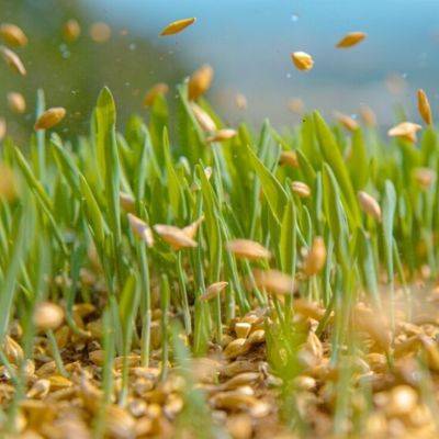 Choosing the Perfect Moment for Sowing Grass - gardencentreguide.co.uk