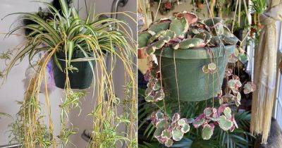 5 Plants That Produce Hanging Offsets - balconygardenweb.com