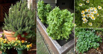 13 Most Productive Herbs that Provide Unlimited Harvest - balconygardenweb.com