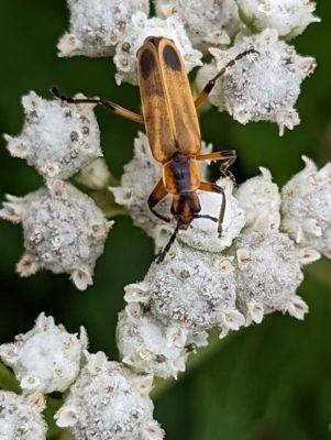 Unsung Pollinator Heroes: Beetles - hgic.clemson.edu