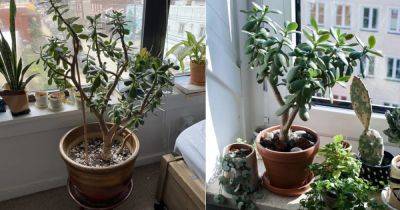 The BEST Location to Grow a Jade Plant - balconygardenweb.com