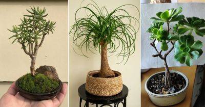 10 Indoor Plants that Naturally Look Like Bonsai - balconygardenweb.com