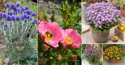 46 Best Plants that Attract Bees | Bee Friendly Plants - balconygardenweb.com