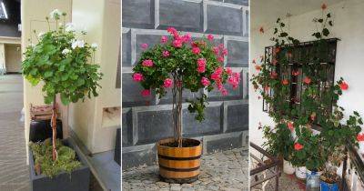 8 Tricks to Grow a Big and Giant Geranium Tree - balconygardenweb.com