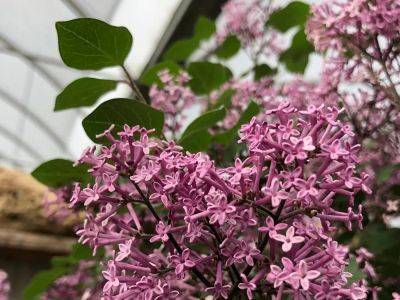 Brian Minter: Tolerant and unfussy, lilacs play important role in gardens - theprovince.com - France