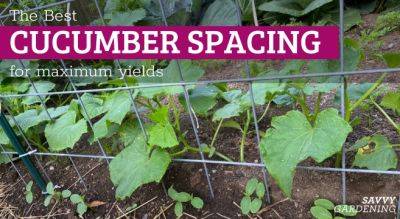 Cucumber Plant Spacing for High Yields in Gardens and Pots - savvygardening.com - county Garden