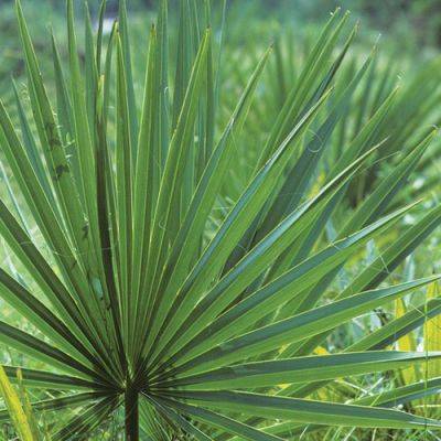 Plants That Take Sun and Shade for the Southwest - finegardening.com - Usa