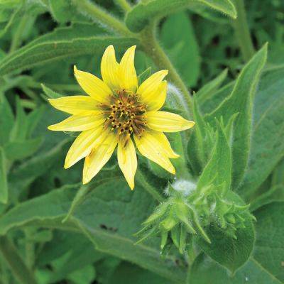 Mohr’s Rosinweed Is an Impressive Native Pollinator Plant - finegardening.com - Usa - state Alabama