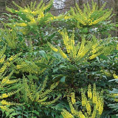 Plants That Take Sun and Shade for the Pacific Northwest - finegardening.com - Usa - China