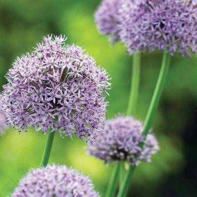 ‘Ambassador’ Allium: A Towering Beauty for the Early Summer Garden - finegardening.com - state North Carolina