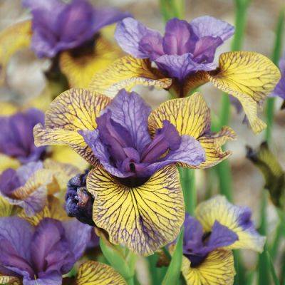 ‘Purring Tiger’ Siberian Iris Has Truly Unique Coloring - finegardening.com - Japan