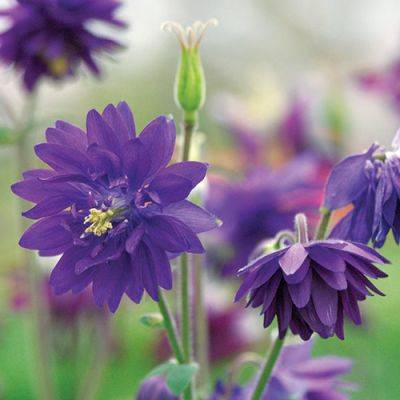 Plants That Take Sun and Shade for the Midwest - finegardening.com - China