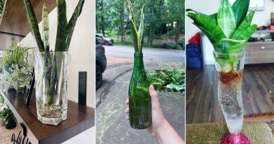 10 Crazy Snake Plant in Wine Glasses and Bottles Ideas - balconygardenweb.com