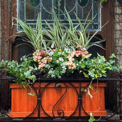 New Creations From a Window Box Expert - finegardening.com