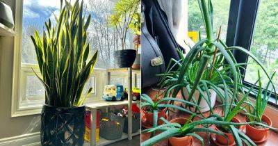 6 Indoor Plants That Release Oxygen 24 Hours - balconygardenweb.com - city Sansevieria