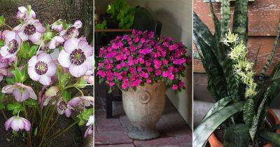17 Flowers that Grow Without Sunlight - balconygardenweb.com