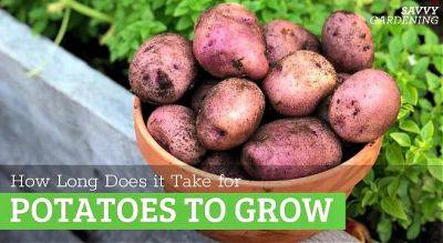 How Long Does it Take for Potatoes to Grow? - savvygardening.com - France