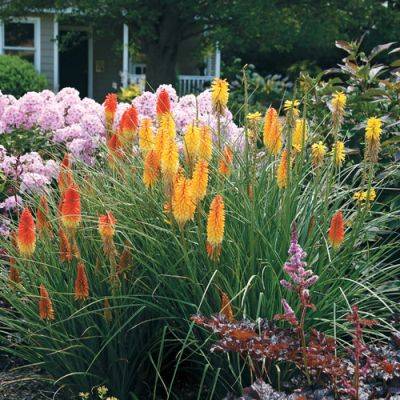 Grow the Best Red-Hot Pokers – Planting Guide and Trial Results - finegardening.com - South Africa - city Chicago - state Michigan - county Garden - county Lake