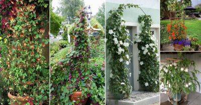 57 Best Flowering Vines and Climbers to Grow in Garden & Containers - balconygardenweb.com - county Garden