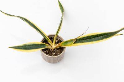 Why Are My Snake Plant Leaves Turning Yellow? - southernliving.com - state Ohio