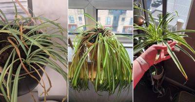 7 Reasons Why Your Spider Plant Leaves are Breaking and Splitting - balconygardenweb.com