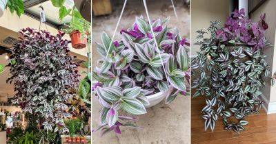Do You Have a Tradescantia (Wandering Dude)? Don't Miss These 7 Things! - balconygardenweb.com