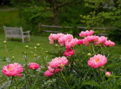 The Classic Peony Is the "It" Flower of 2024 - thespruce.com - state California